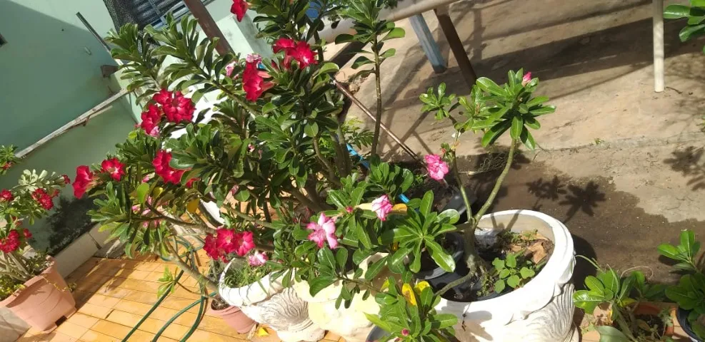 Vaso para planta