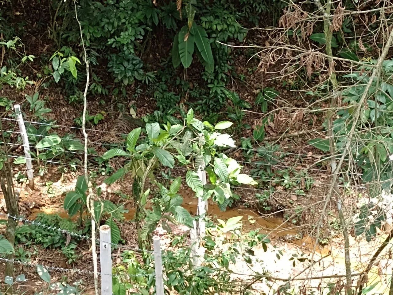 Vende-se chácara em XERÉM com 1mil M2, loteamento com apenas 9 chácaras.  - Foto 4