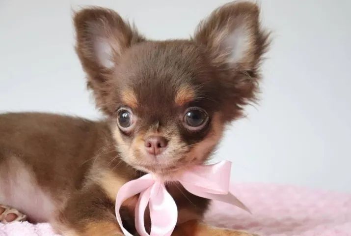 Chihuahua Fêmea Tricolor - Micro e Cheia de Charme!