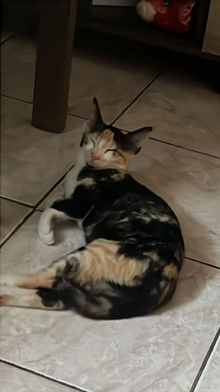 Gatinha para adoção responsável - Foto 2