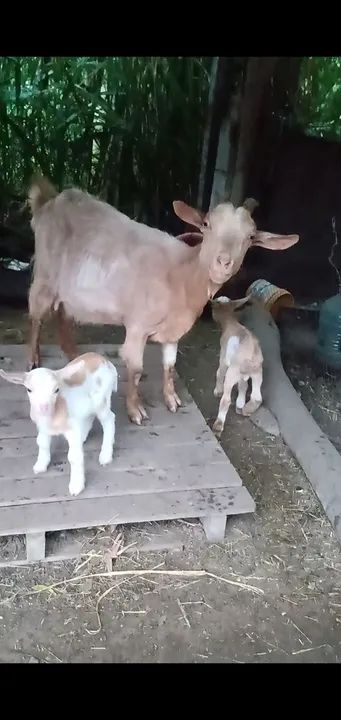 Cabra com casal de cabritinhos para venda!