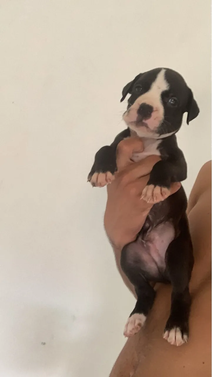 Filhote de Pitbull 