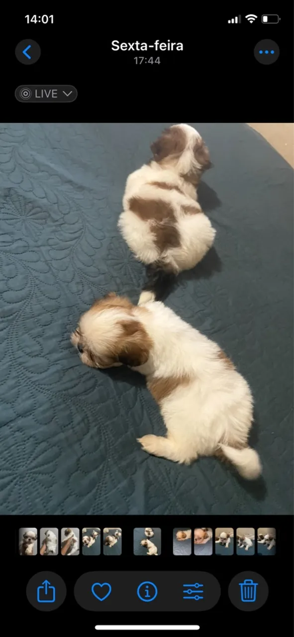 Shih Tzu