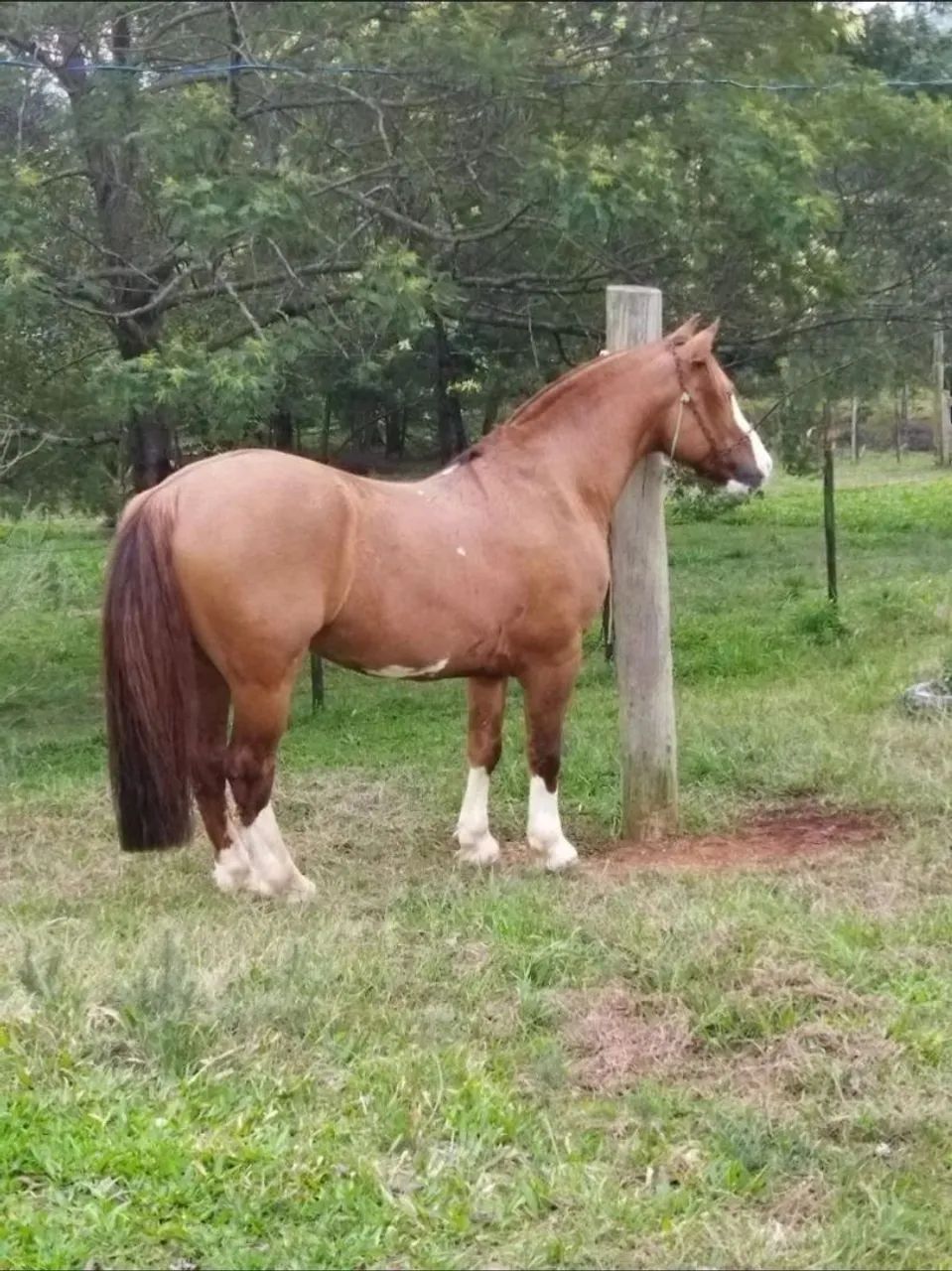 Cavalo inteiro filho AS Malke Tormenta
