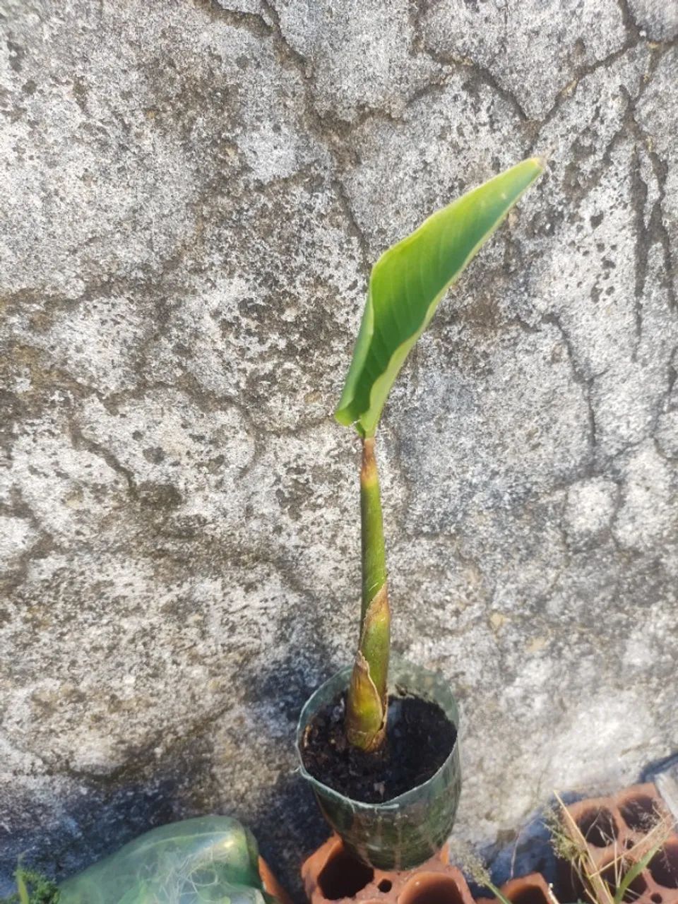 Muda de planta Pássaro de Fogo  - Foto 2