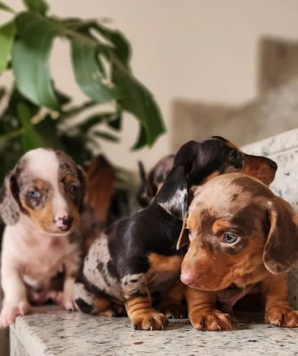 Adquira Seu Salsicha Conosco Hoje Mesmo!!!