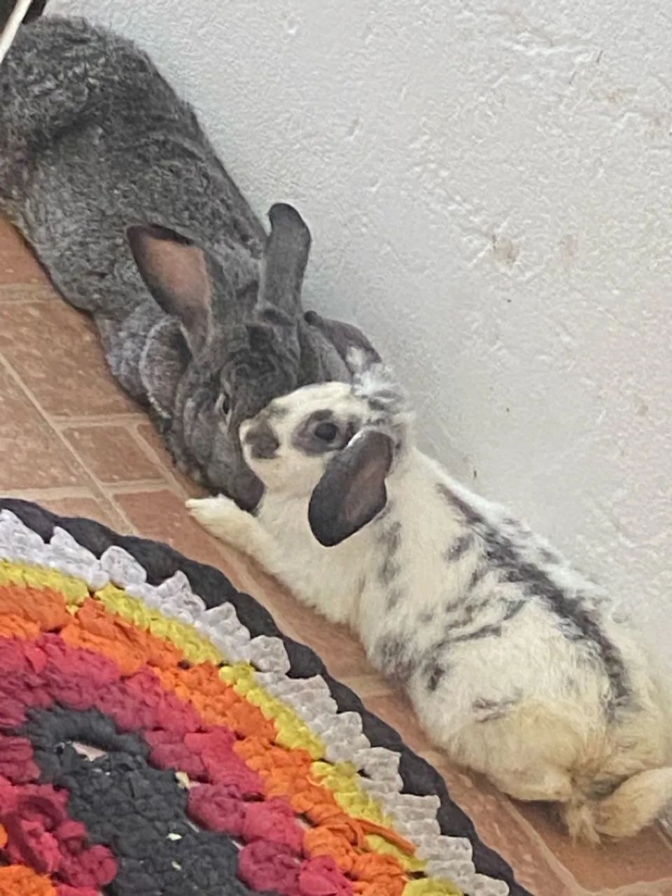 Dois coelhos fofinhos  - Foto 3