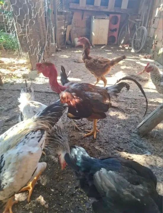 Galo pescoço pelado cruzador 7 meses vendo por R$70,00