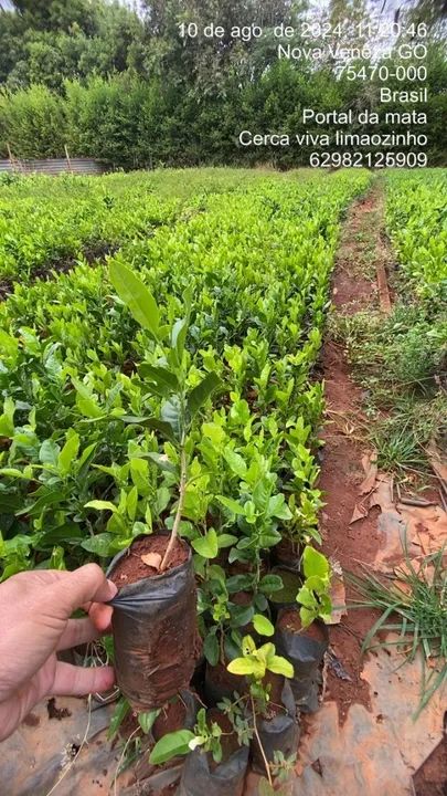 Mudas de cerca viva limãozinho /a partir de 1,50 cada - Foto 2