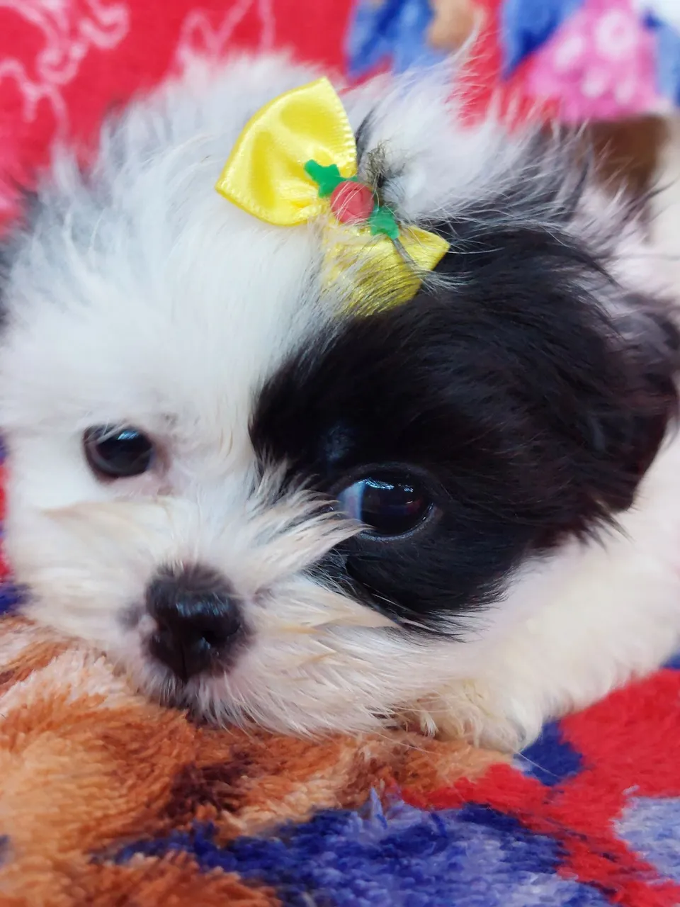 Filhote Shih Tzu fêmea