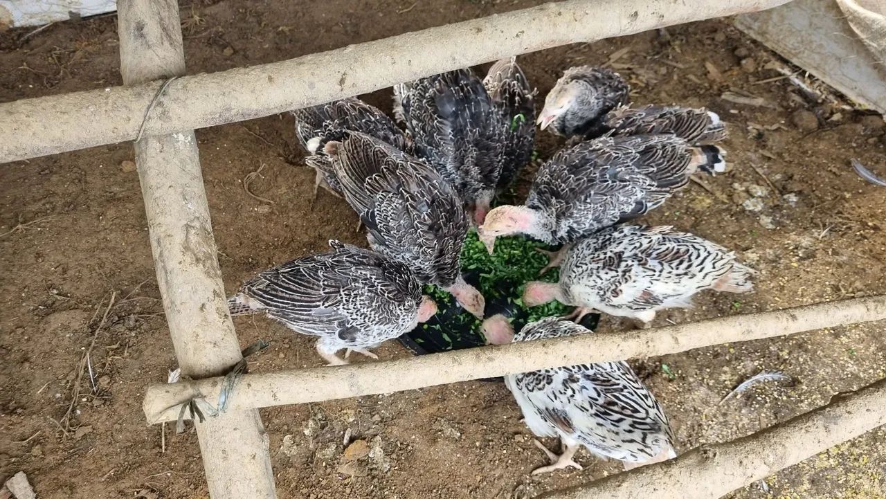 Peru - filhotes - 160 o casal