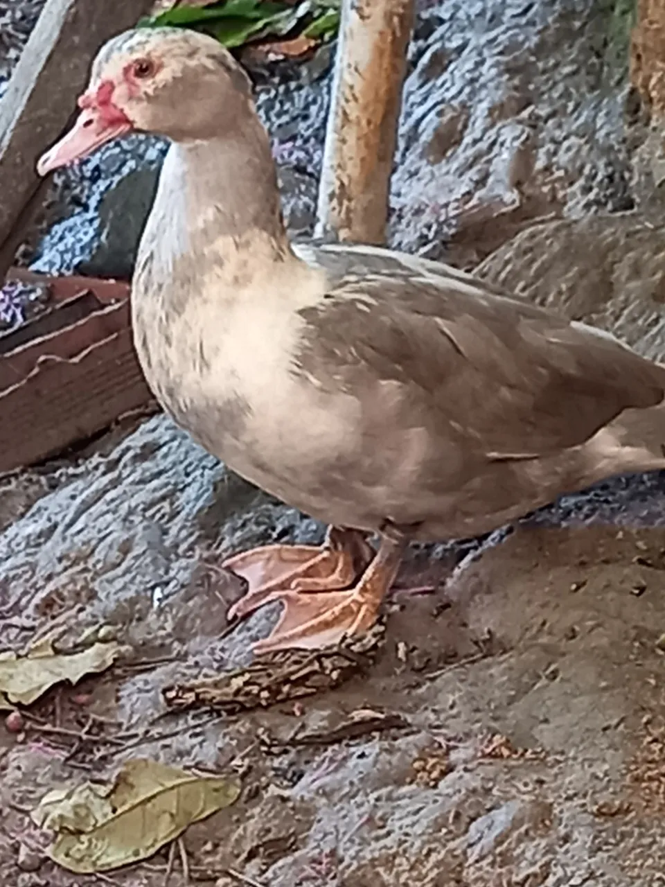 Pato adulto