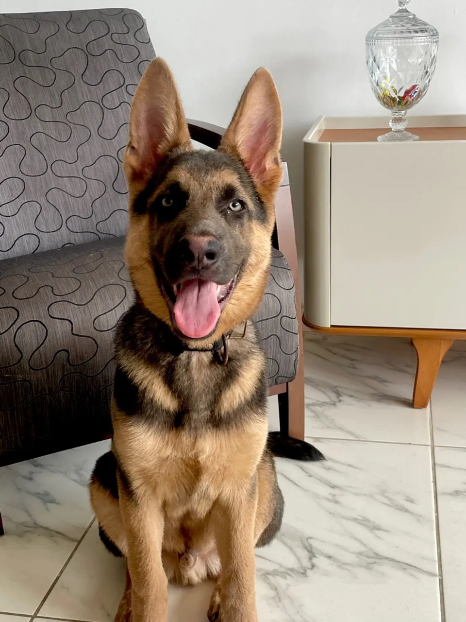 Pastor Alemão 4 meses