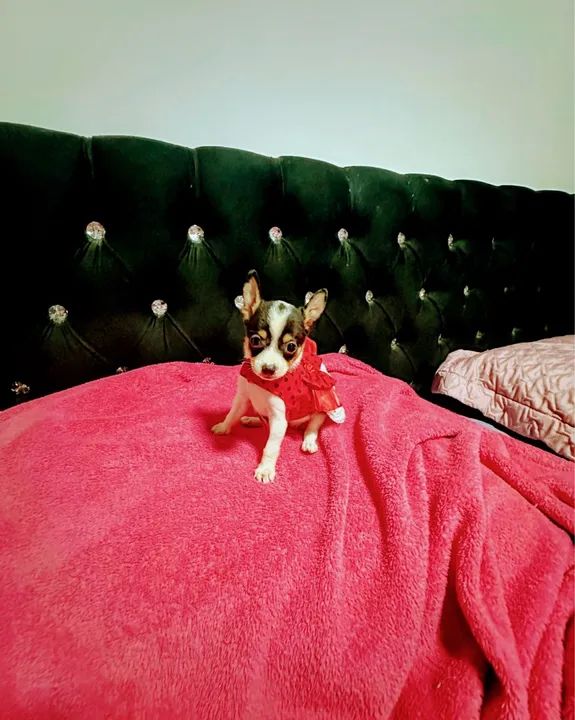 PINSCHER MINIATURAS  - Foto 2