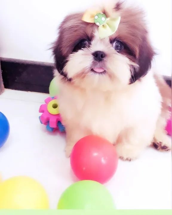 Filhote Shitzu miniatura Lindíssimos  - Foto 2