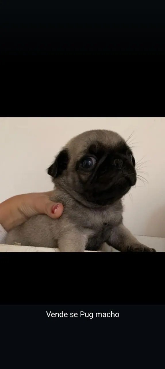 Filhote de Pug Macho - Disponível para adoção!