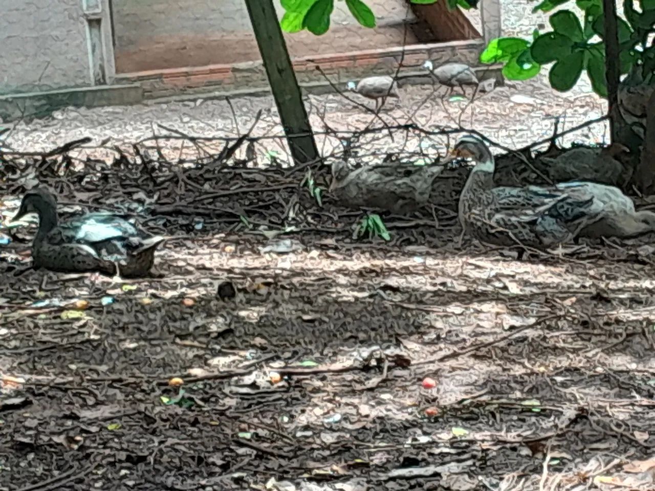 Marreco coll a venda - Foto 2