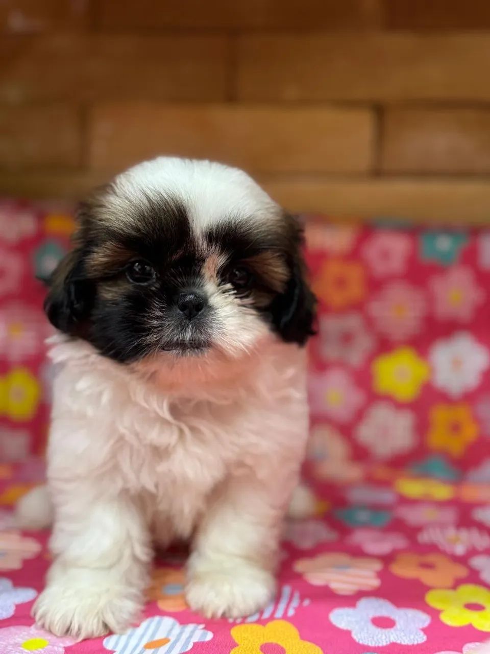 Filhote SHIH-TZU PURO