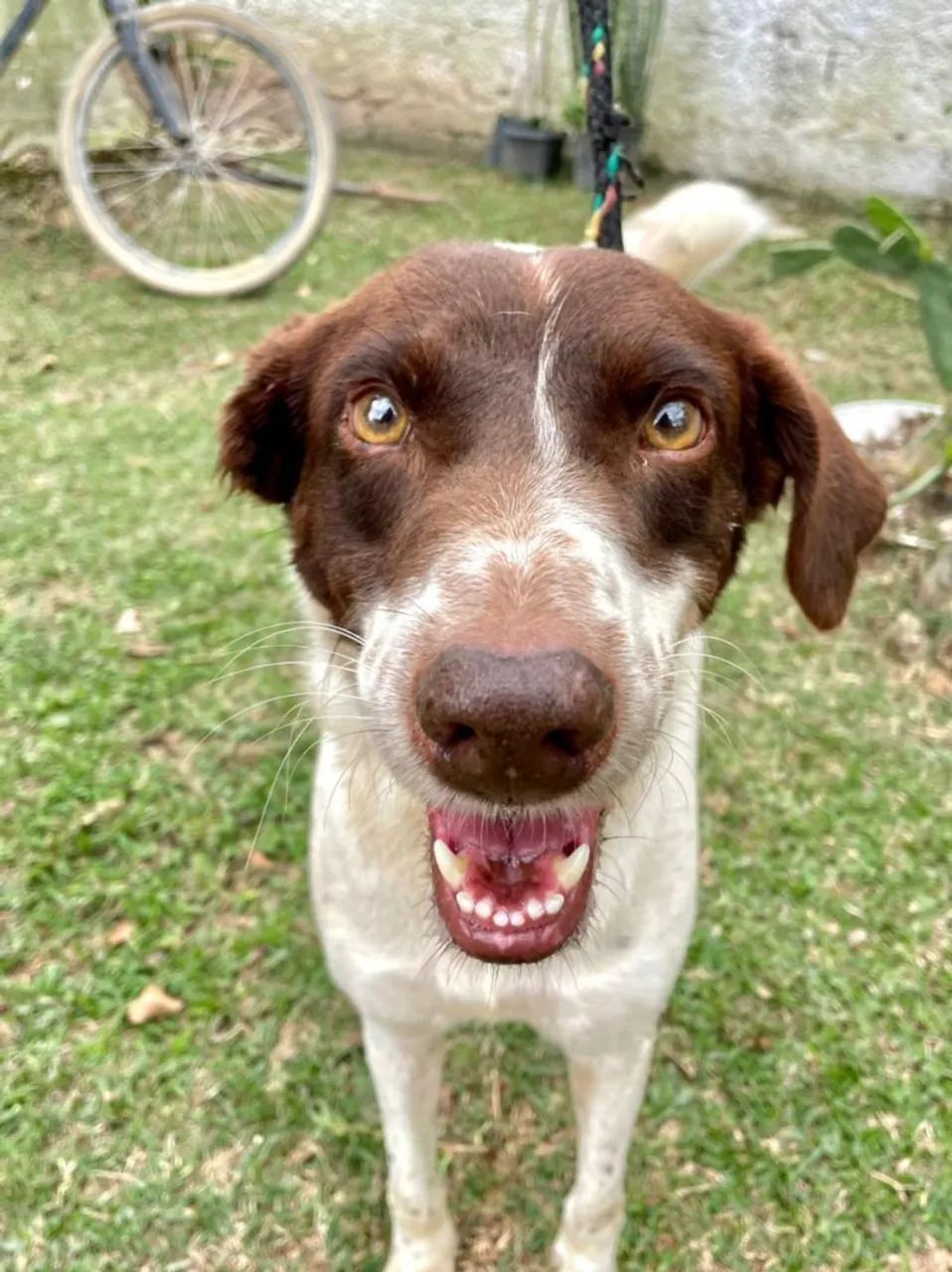 Cookie para adoção 