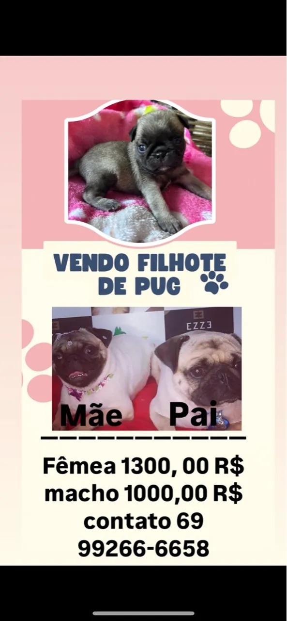 Filhotes de Pug à venda