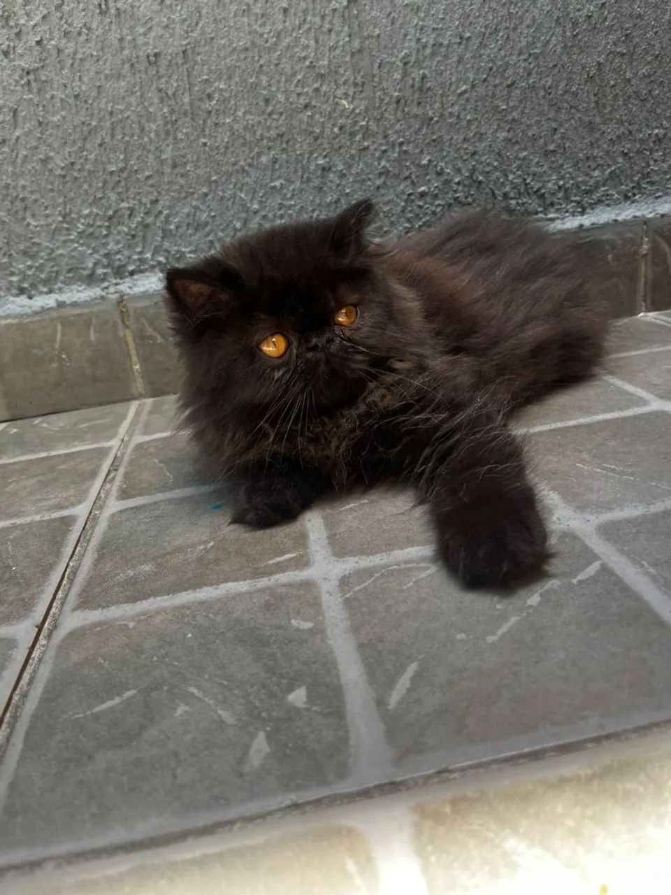 Persa fêmea Black disponível  - Foto 3