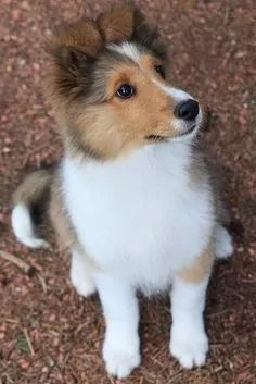 Collie Filhotes Tricolor e Bicolor