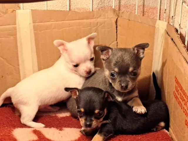 Chihuahua Macho Pequeno Chocolate: Um Amigo Que Vai Conquistar Seu Coração!
