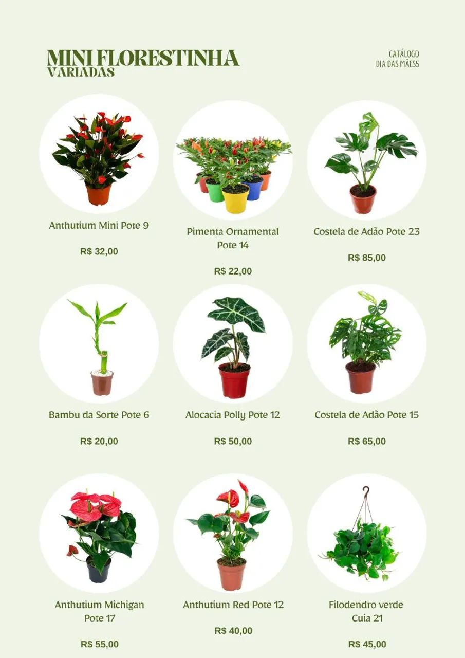 Plantas para Dia das Mães: suculentas, orquídeas, plantas ornamentais, ervas, kokedamas... - Foto 4