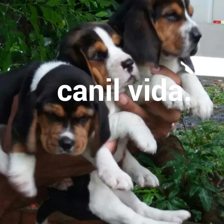 Filhotes de Beagle 13 polegada com pedigree