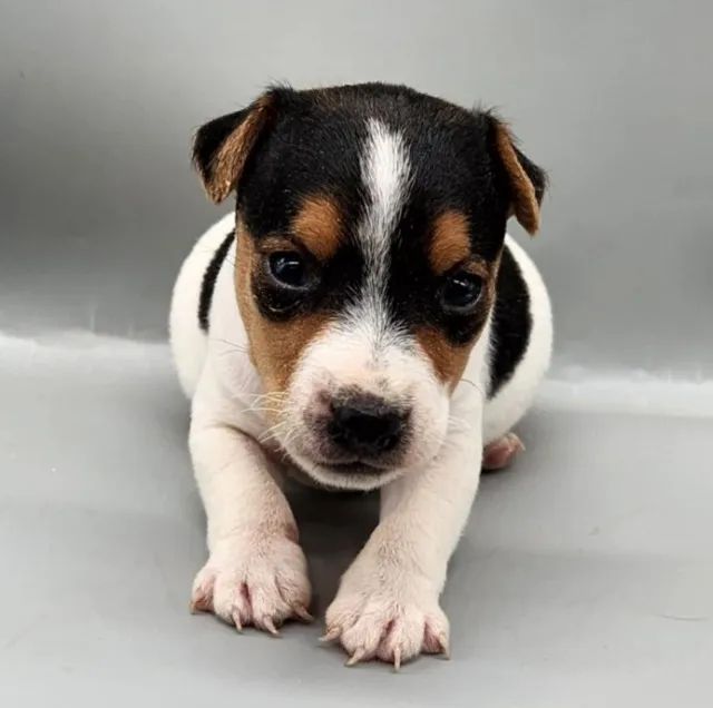 Terrier Black And White Dog Coat Terrier Large Black And White Dog