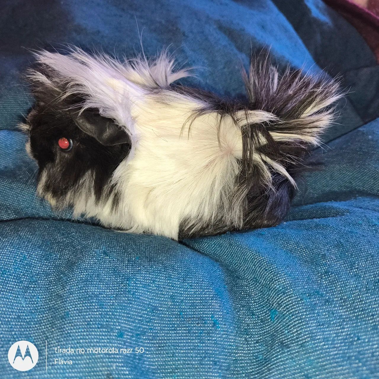 Vendo machinho porquinho da índia peruano  - Foto 6