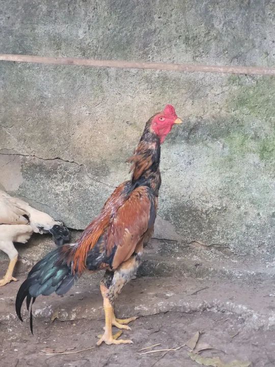 Frango shamo puro de grande porte  - Foto 5