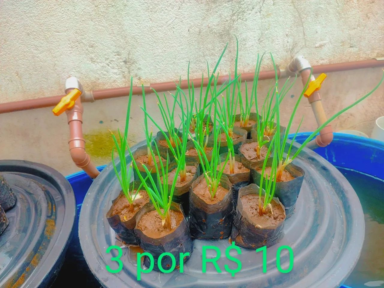 3 Mudas de Cebolinha por R$ 10