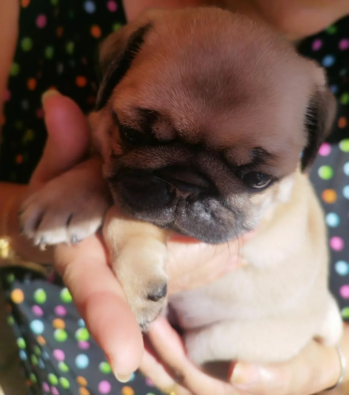 Filhote de Pug pelagem fofinha