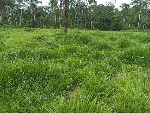 VENDO FAZENDA - Foto 4