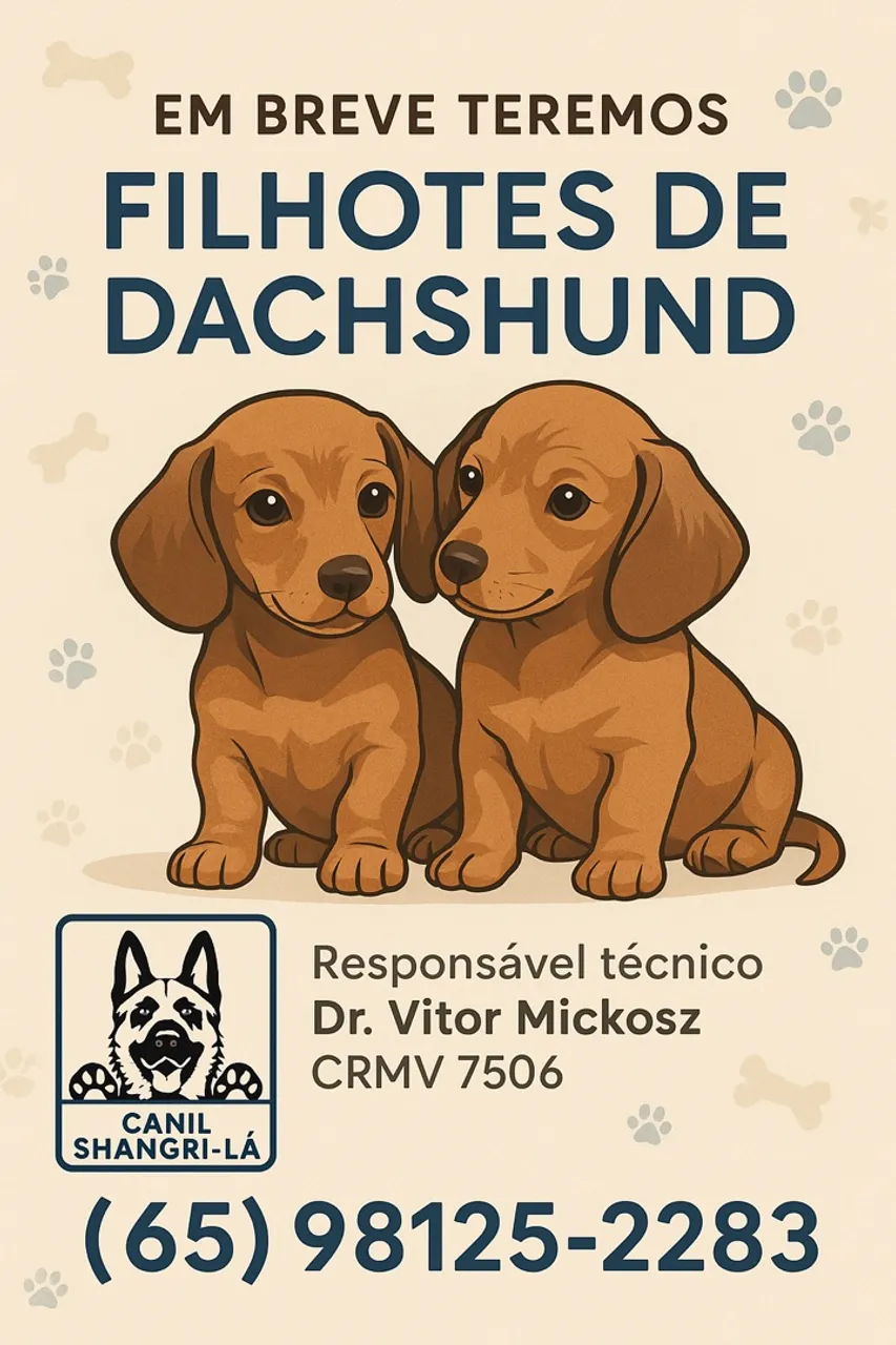 Filhotes de Dachshund - Canil Shangri-Lá