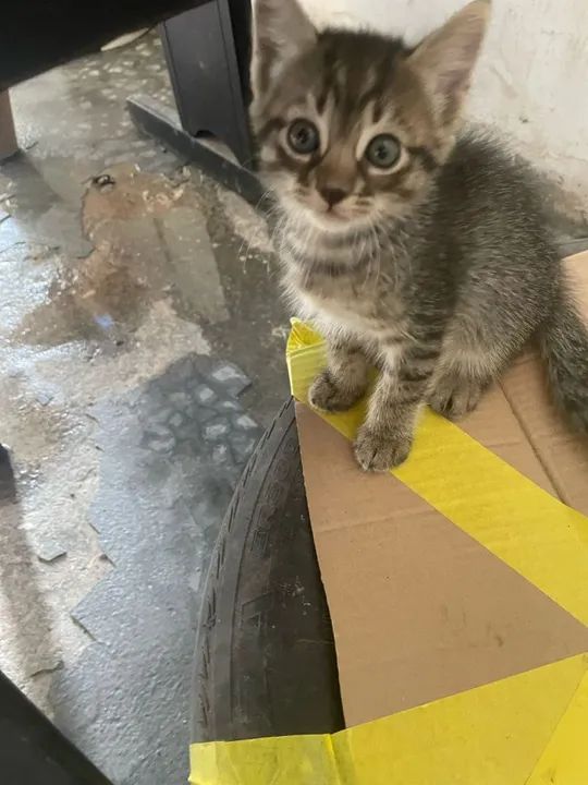 Adoção de gatinhas - Foto 3