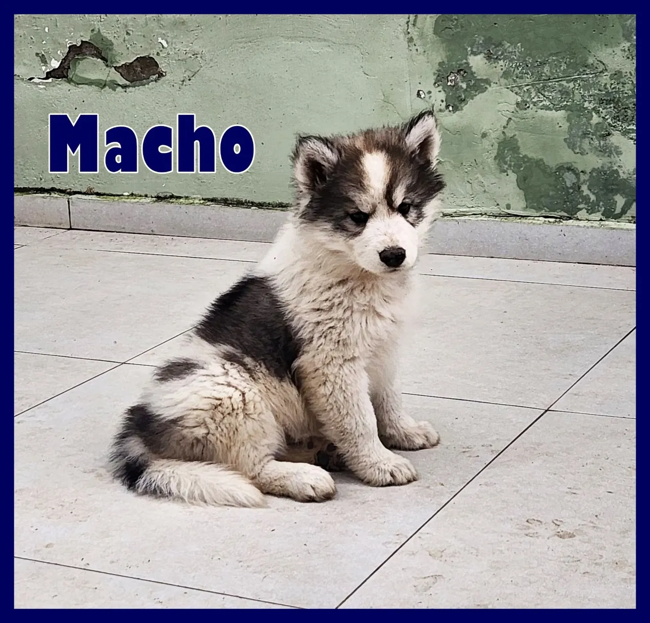 Filhotes de Husky Siberiano