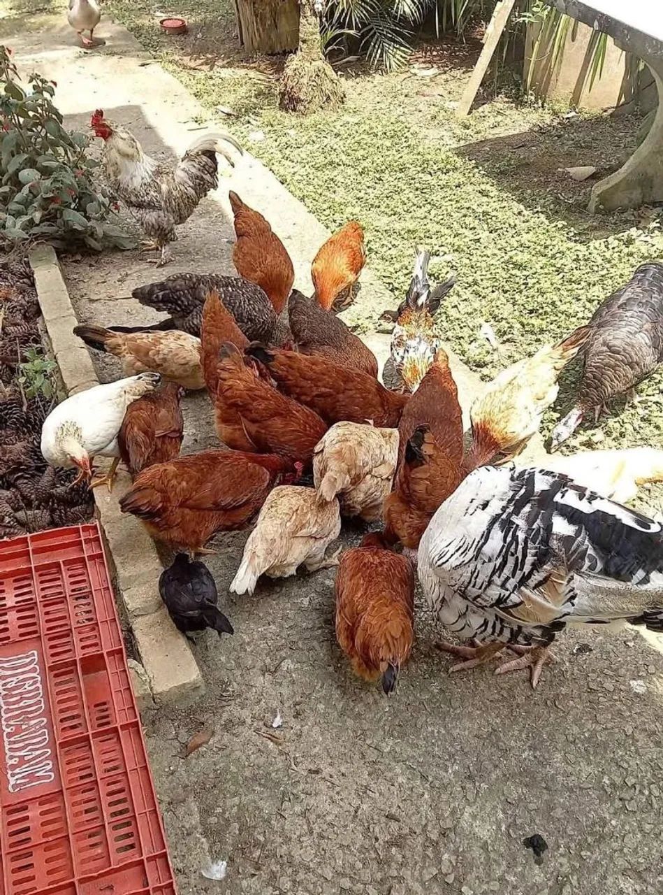 Galinhas, frangas, frangos e galos  para venda - Foto 3