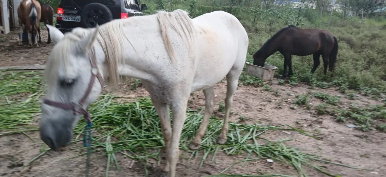 Egua Mangalarga - Foto 2