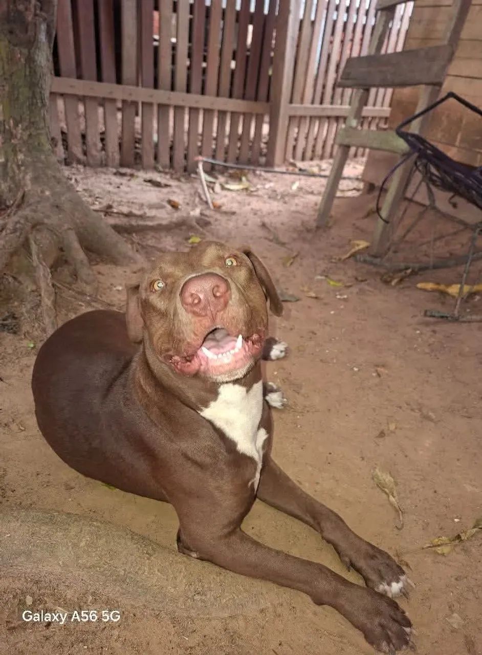 Filhotes pitbull - Foto 2
