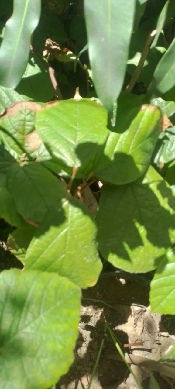 Mudas de banana da terra , parreira e cacau - Foto 2