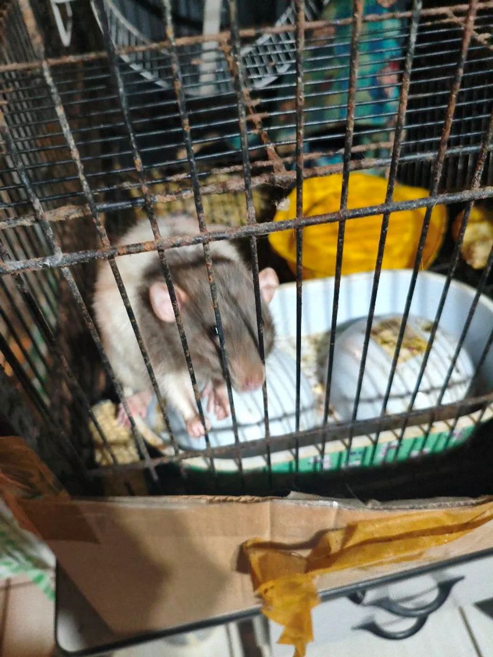 Rato twister 