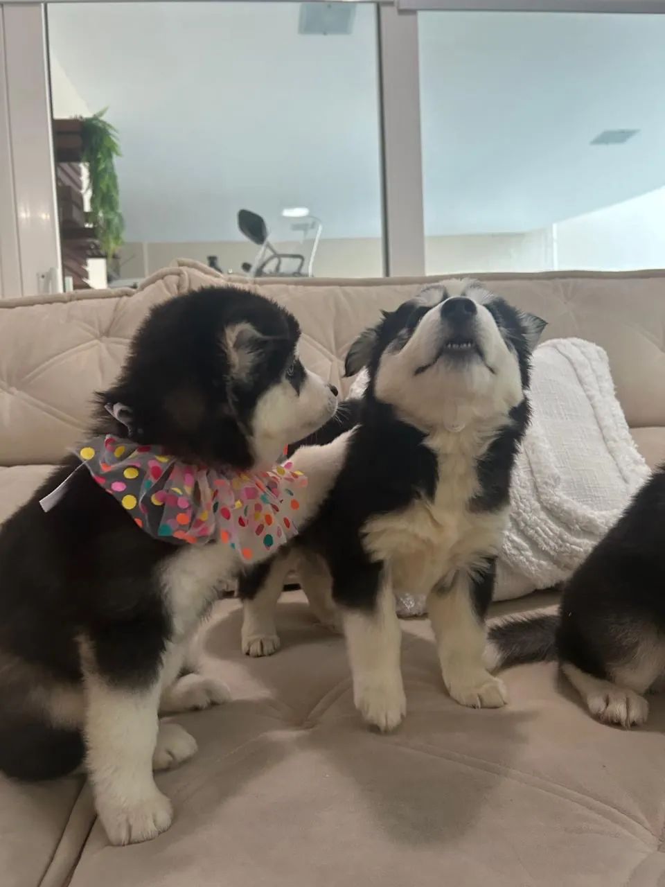 Filhotes de Husky Siberiano pedigree CBKC  - Foto 2