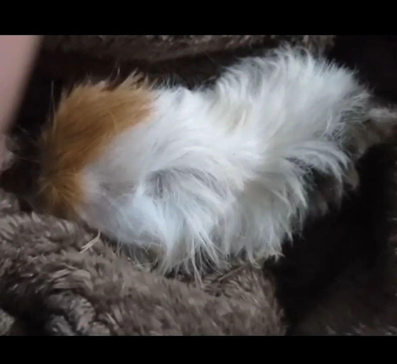 Vendo porquinha da índia peruana FEMEA DE 1,5 MÊS 