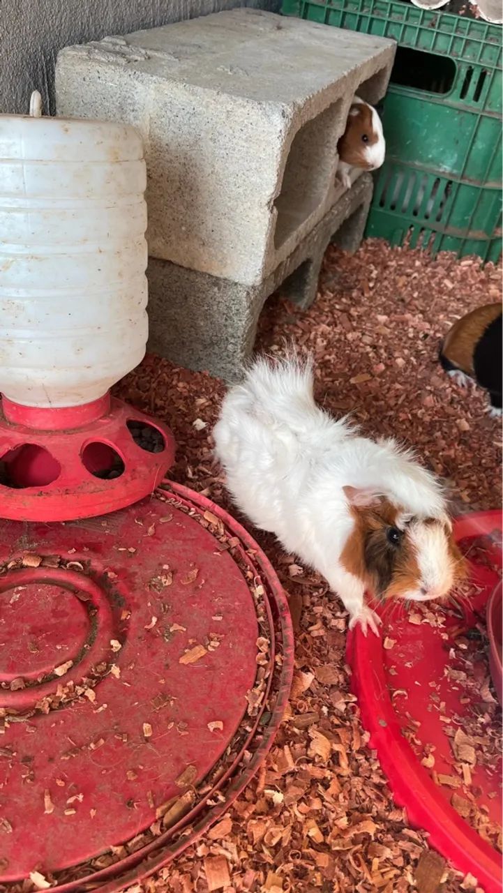 Vende porquinhos da índia  - Foto 3