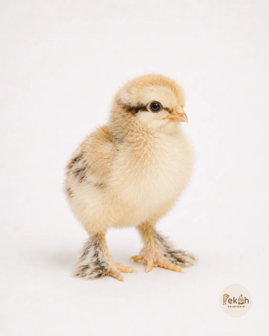 Brahma Lemon Galinha - Foto 3
