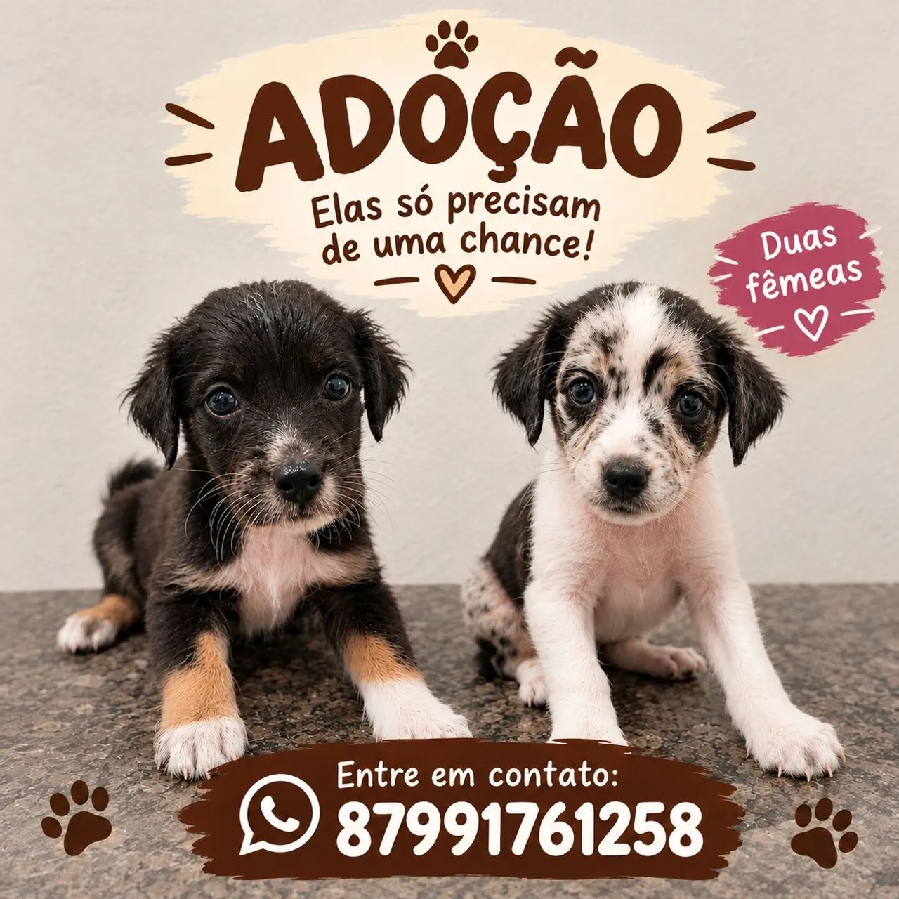 Doação cachorrinha - Foto 3