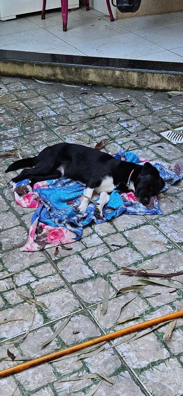 Adoção Responsável! - Foto 3