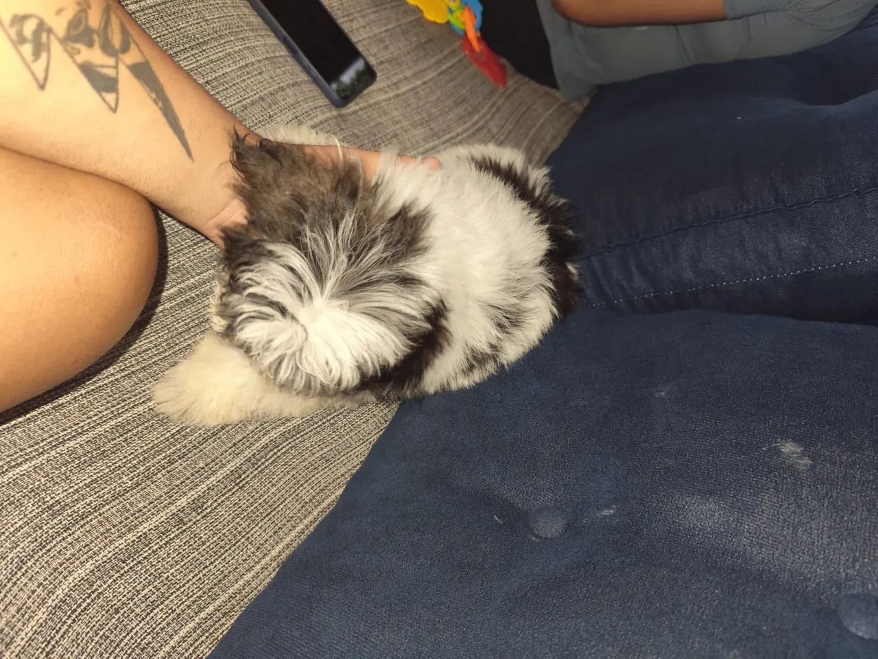 CACHORRO SHITZU COM POODLE A VENDA  - Foto 4